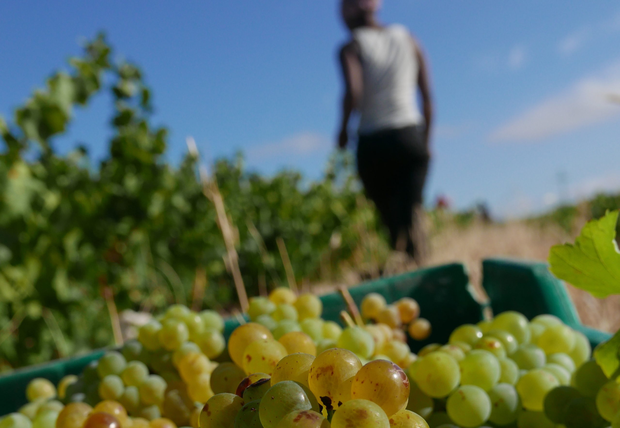 Viner från Sydafrika - provning på Spritmuseum