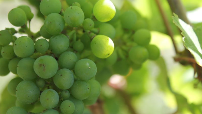Vindruvor från Alsace