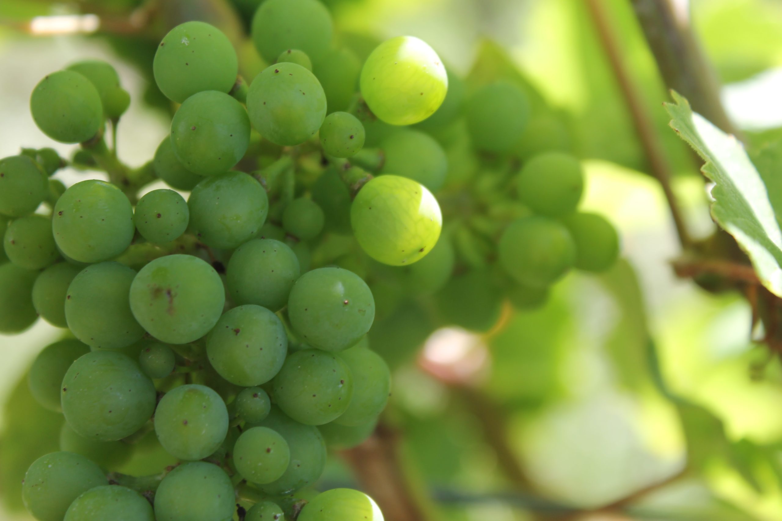 Vindruvor från Alsace